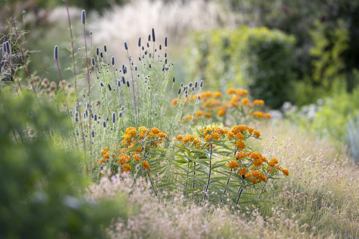Photo: Staudengärtnerei in Rödelsee - Workshop Gartenfotografie mit Sylvia Knittel