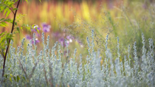 Bild: Auswahl einer Fotokamera und Einstellungen zum Fotografieren im Garten Photo: Auswahl einer Fotokamera und Einstellungen zum Fotografieren im Garten