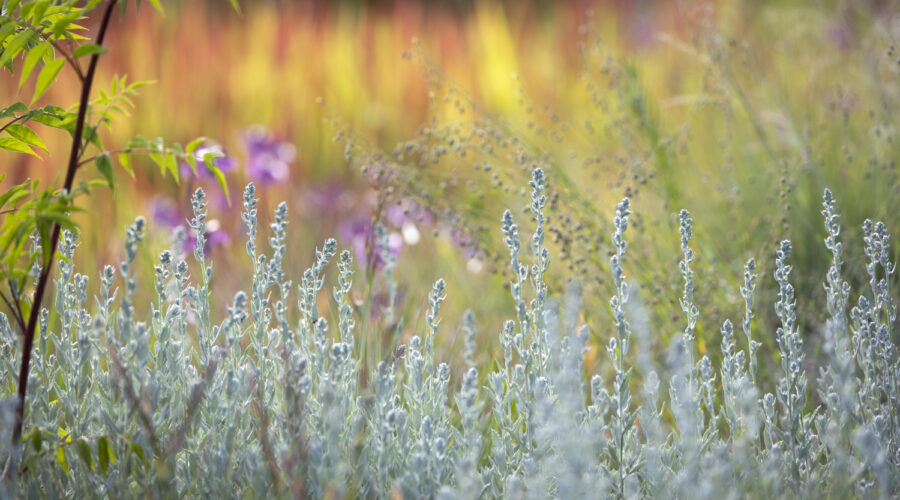 SKnittel-9884 Die Staudengärtnerei, Till Hofmann, Fine Molz, Foto: Sylvia Knittel