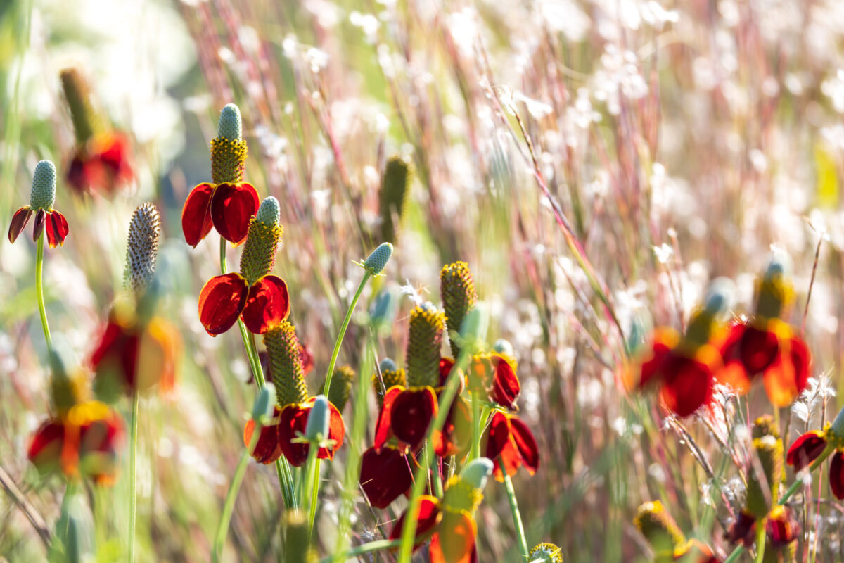 Photo: Anmeldung zum Newsletter