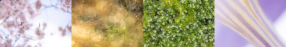 Photo: Online-Workshop: Fotografisch durch das Gartenjahr 2026/2027