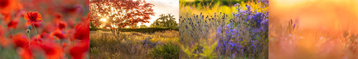Photo: Online-Workshop: Fotografisch durch das Gartenjahr 2026/2027