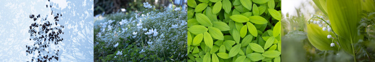 Photo: Online-Workshop: Fotografisch durch das Gartenjahr 2026/2027