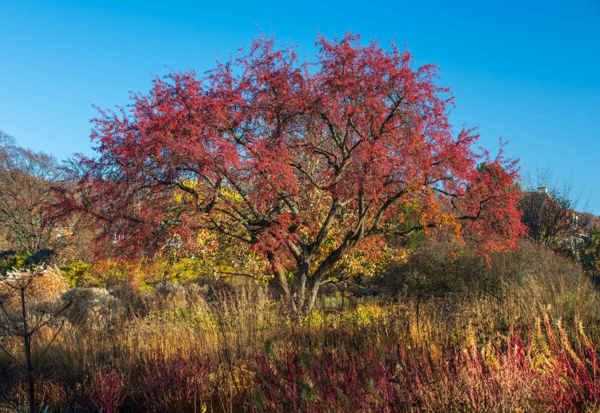 Photo: Der Hermannshof - das Gartenparadies