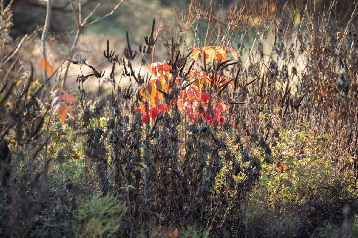 Photo: Der Hermannshof - das Gartenparadies