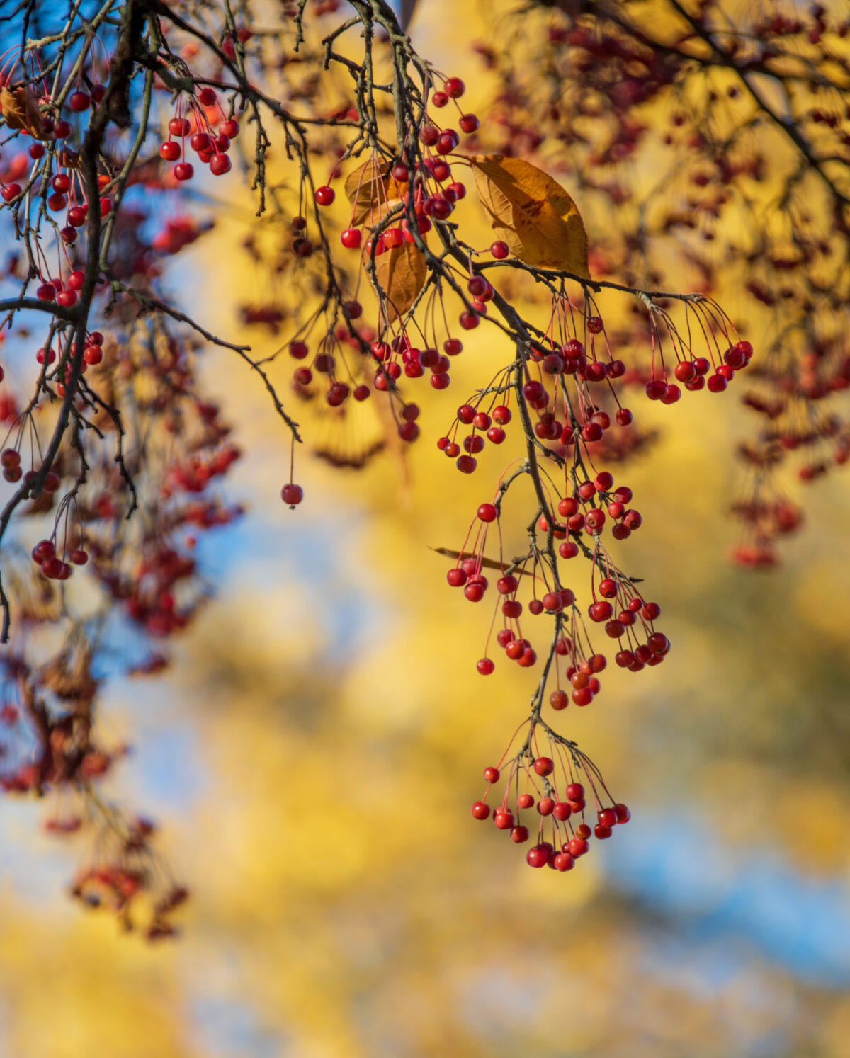 Photo: Der Hermannshof - das Gartenparadies