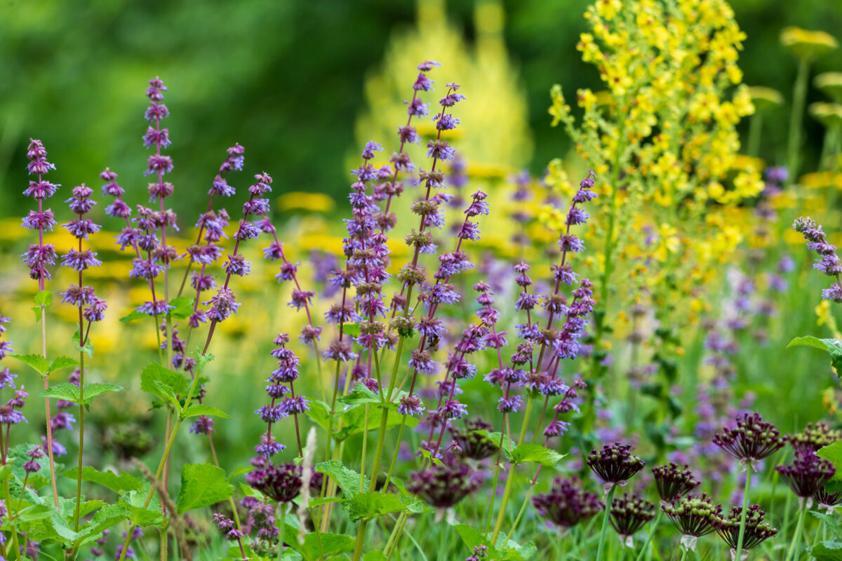 Photo: Der Hermannshof - das Gartenparadies
