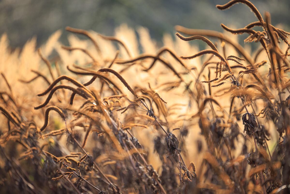 Photo: Der Hermannshof - das Gartenparadies