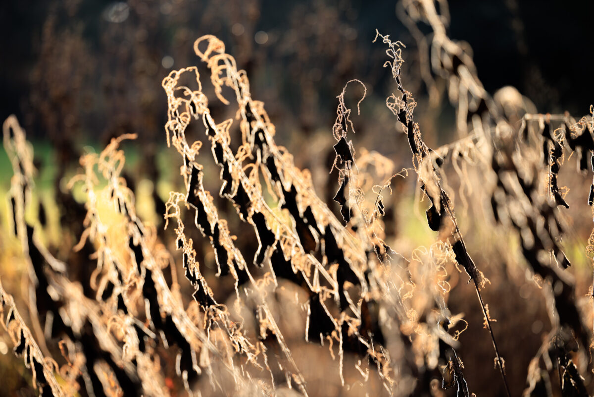 Photo: Der Hermannshof - das Gartenparadies