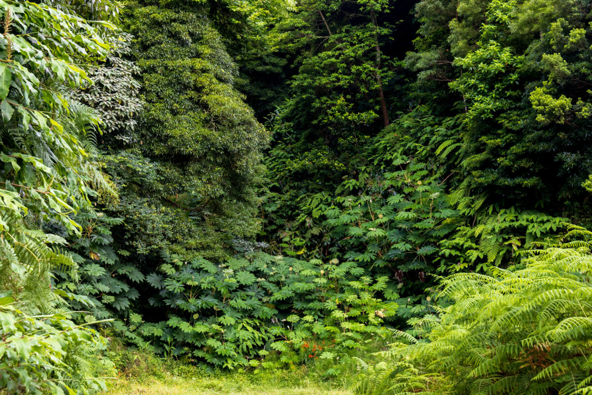 Photo: Azoren - das gr&uuml;ne Paradies