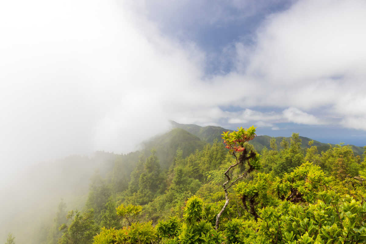 Photo: Azoren - das gr&uuml;ne Paradies
