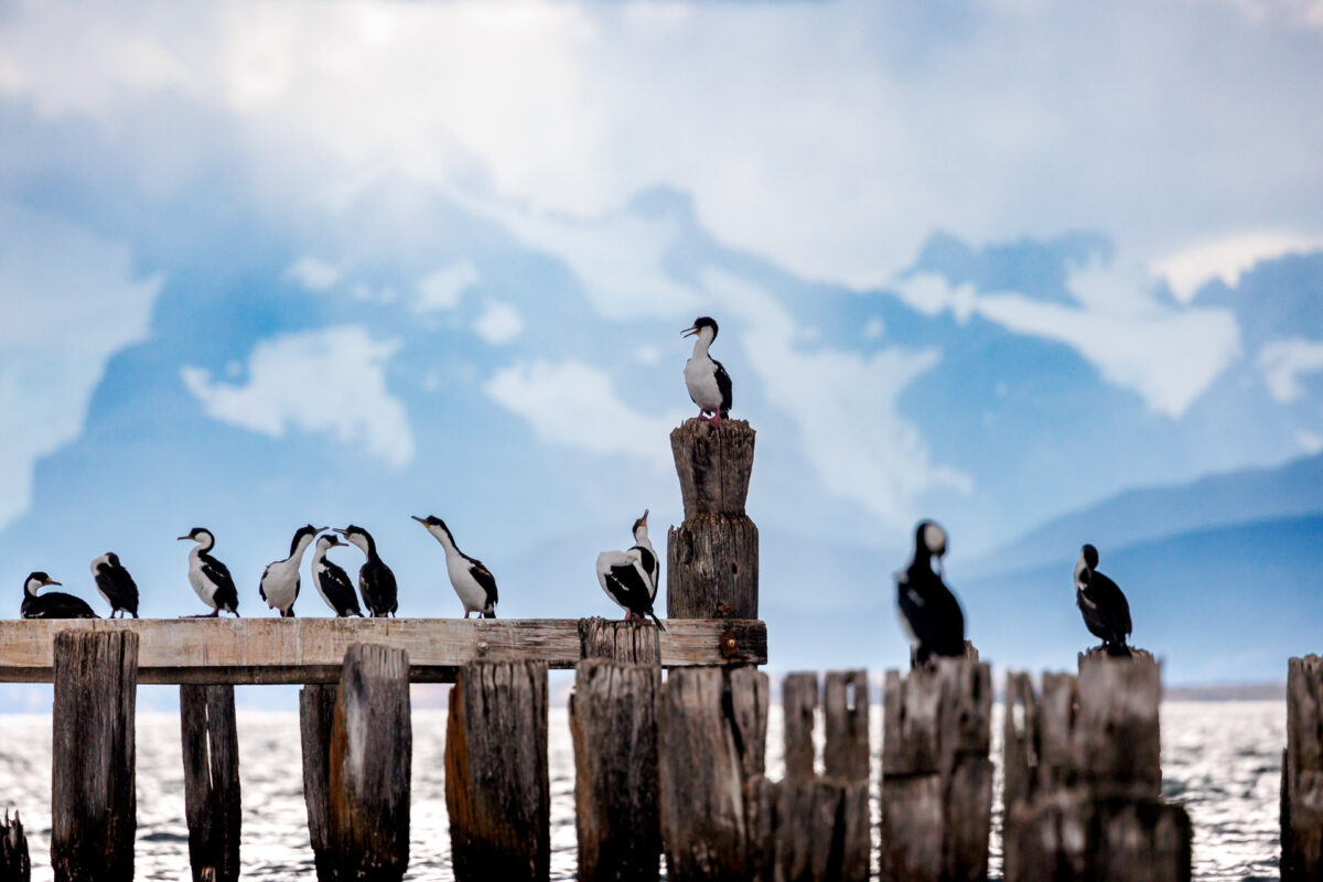 Bild: Puma, Condor und Guanaco - Tiere in Patagonien Photo: Puma, Condor und Guanaco - Tiere in Patagonien