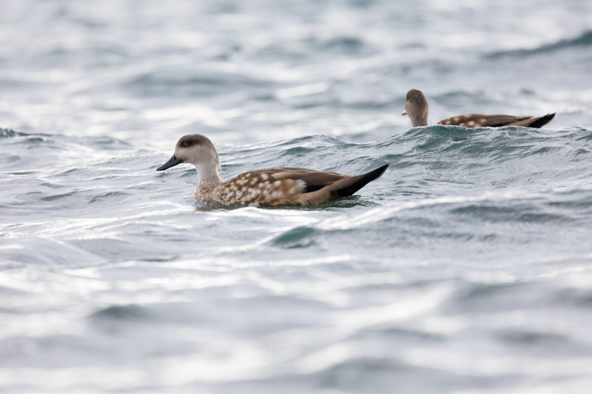 Bild: Puma, Condor und Guanaco - Tiere in Patagonien Photo: Puma, Condor und Guanaco - Tiere in Patagonien