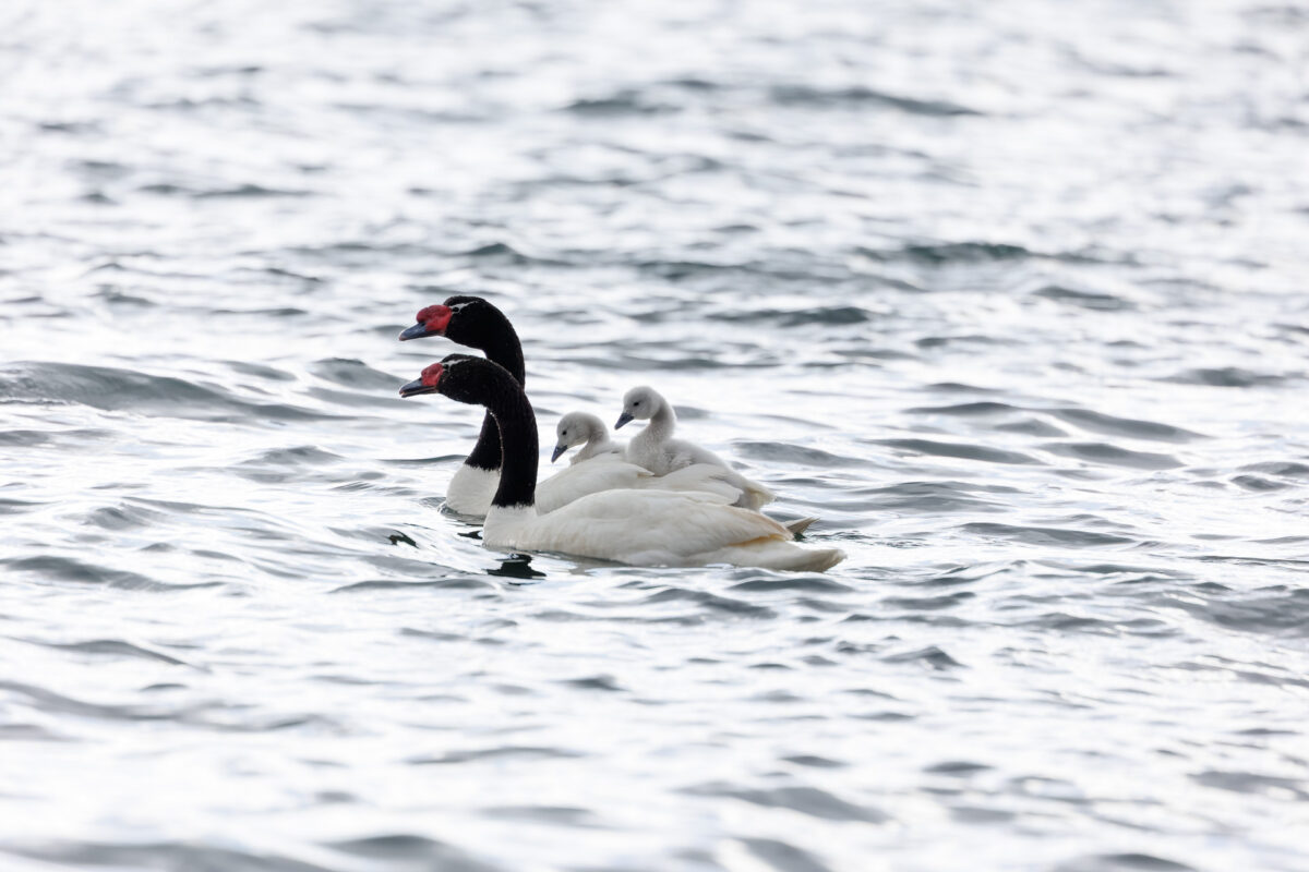 Bild: Puma, Condor und Guanaco - Tiere in Patagonien Photo: Puma, Condor und Guanaco - Tiere in Patagonien