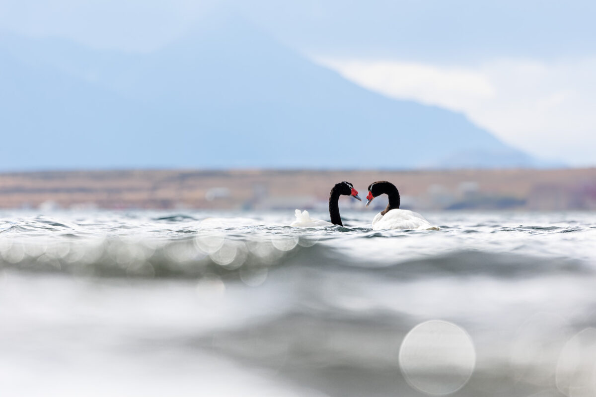 Bild: Puma, Condor und Guanaco - Tiere in Patagonien Photo: Puma, Condor und Guanaco - Tiere in Patagonien