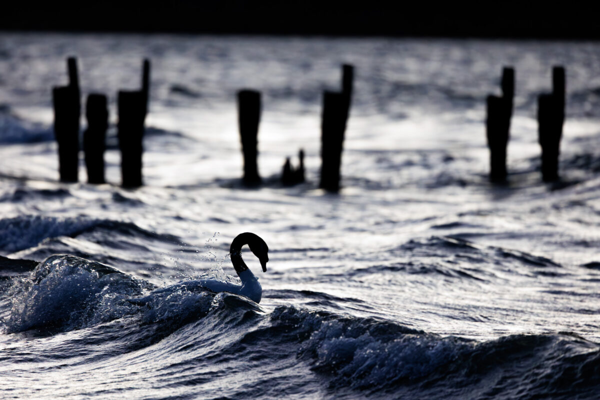 Bild: Puma, Condor und Guanaco - Tiere in Patagonien Photo: Puma, Condor und Guanaco - Tiere in Patagonien