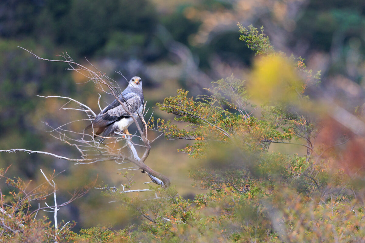 Bild: Puma, Condor und Guanaco - Tiere in Patagonien Photo: Puma, Condor und Guanaco - Tiere in Patagonien