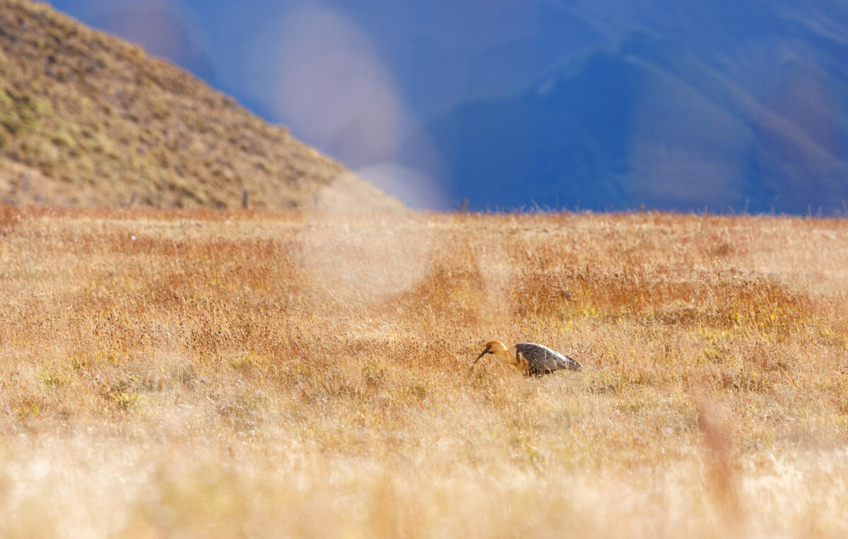Bild: Puma, Condor und Guanaco - Tiere in Patagonien Photo: Puma, Condor und Guanaco - Tiere in Patagonien