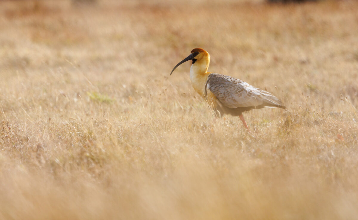 Bild: Puma, Condor und Guanaco - Tiere in Patagonien Photo: Puma, Condor und Guanaco - Tiere in Patagonien