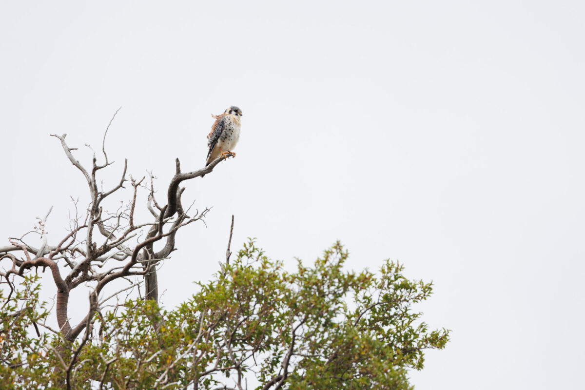 Bild: Puma, Condor und Guanaco - Tiere in Patagonien Photo: Puma, Condor und Guanaco - Tiere in Patagonien