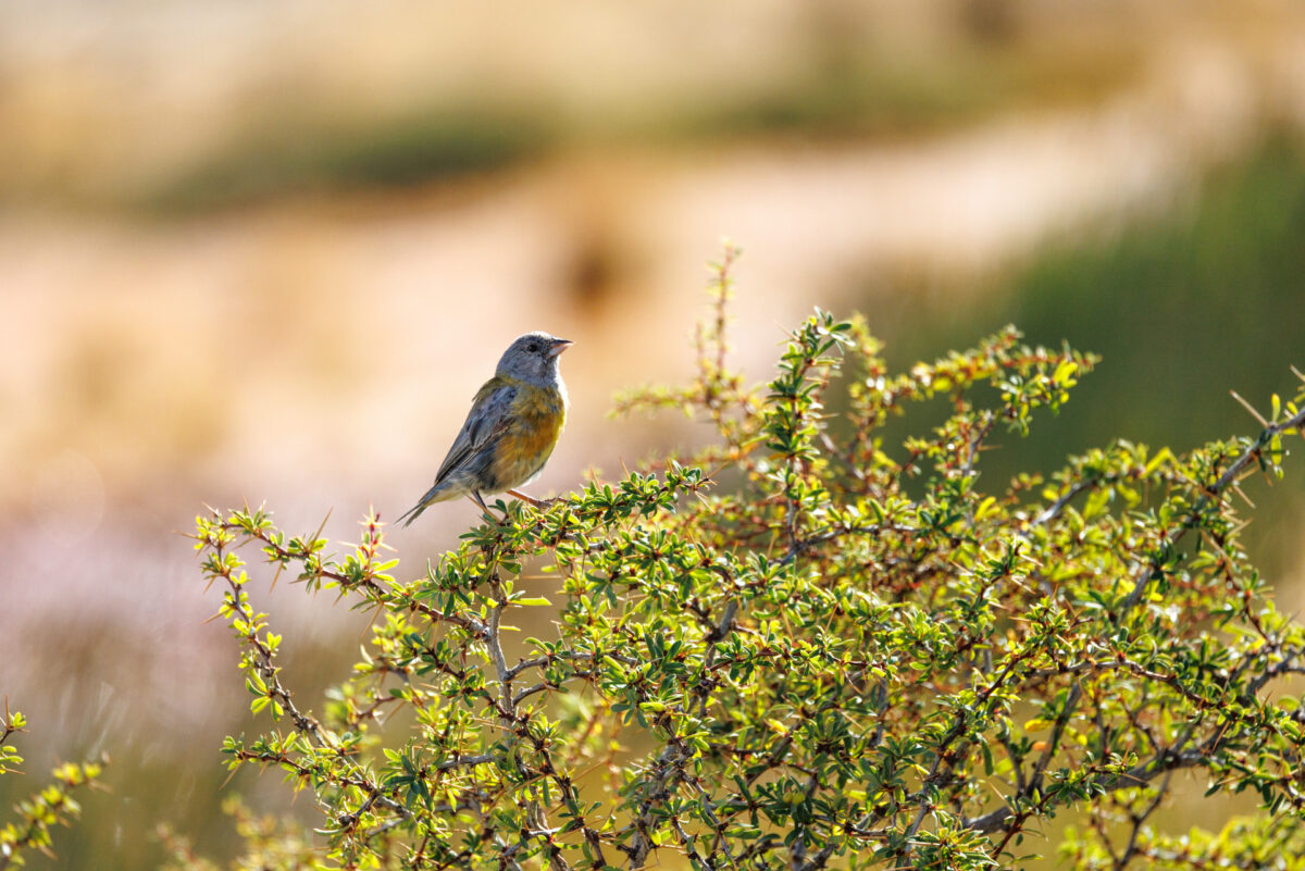 Bild: Puma, Condor und Guanaco - Tiere in Patagonien Photo: Puma, Condor und Guanaco - Tiere in Patagonien