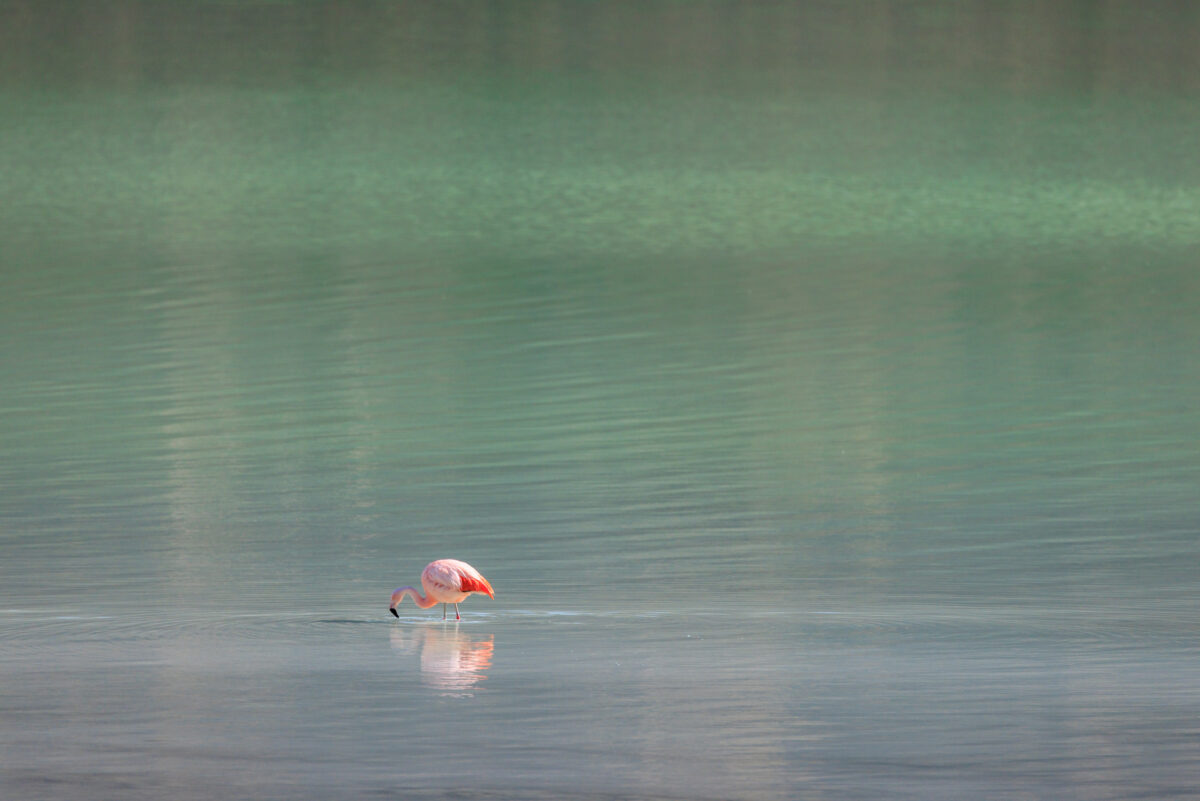 Bild: Puma, Condor und Guanaco - Tiere in Patagonien Photo: Puma, Condor und Guanaco - Tiere in Patagonien