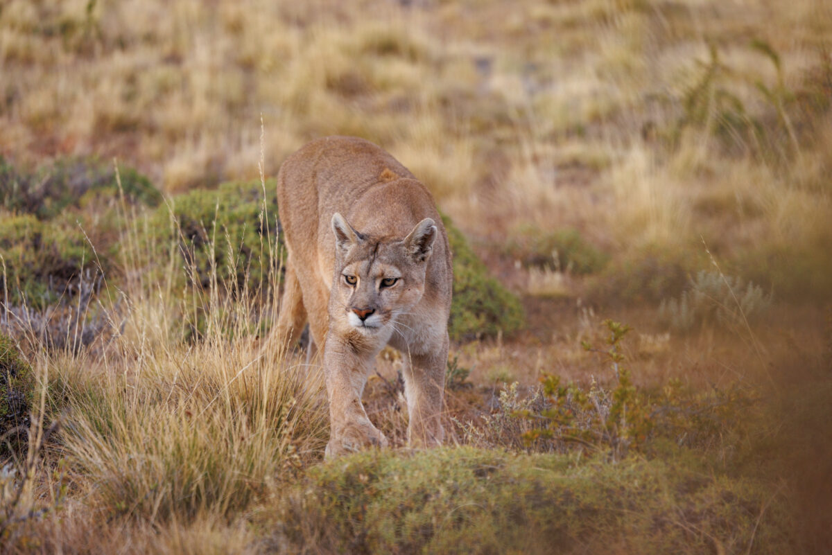 Bild: Puma, Condor und Guanaco - Tiere in Patagonien Photo: Puma, Condor und Guanaco - Tiere in Patagonien