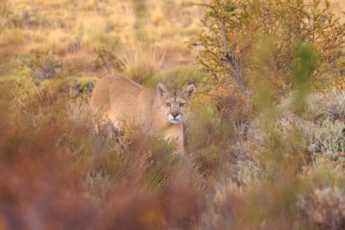 Bild: Puma, Condor und Guanaco - Tiere in Patagonien Photo: Puma, Condor und Guanaco - Tiere in Patagonien