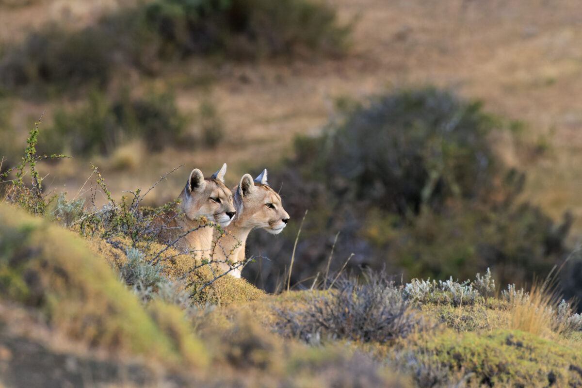 Bild: Puma, Condor und Guanaco - Tiere in Patagonien Photo: Puma, Condor und Guanaco - Tiere in Patagonien