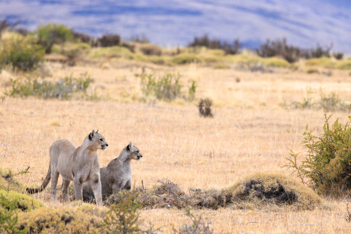Bild: Puma, Condor und Guanaco - Tiere in Patagonien Photo: Puma, Condor und Guanaco - Tiere in Patagonien