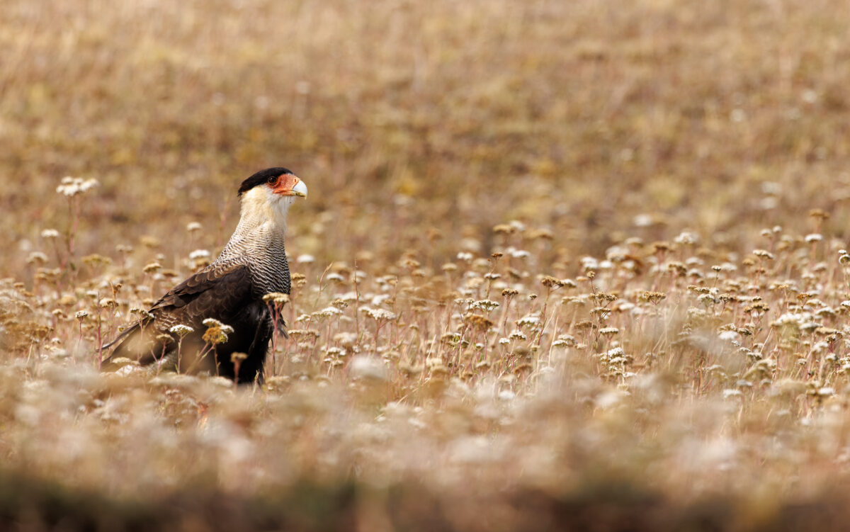 Bild: Puma, Condor und Guanaco - Tiere in Patagonien Photo: Puma, Condor und Guanaco - Tiere in Patagonien