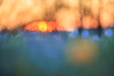 Photo: Online-Workshop: Fotografisch durch das Gartenjahr 2026/2027