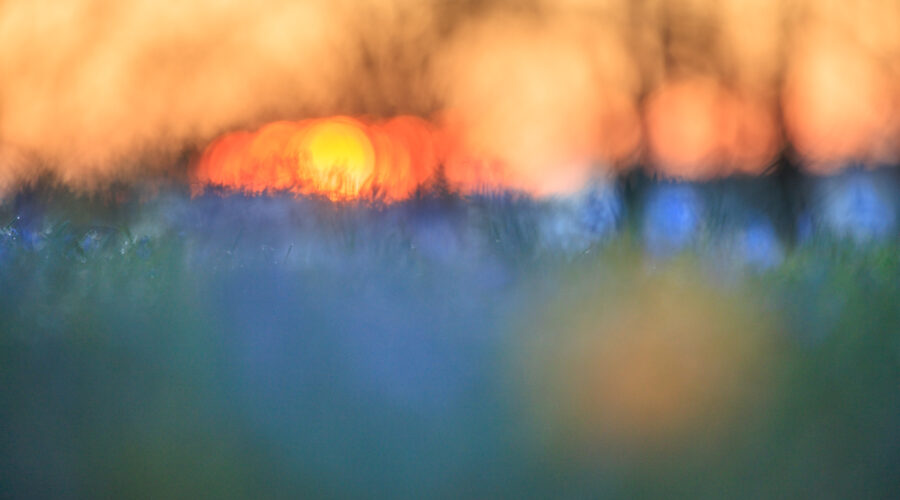 Bild: Online-Workshop: Fotografisch durch das Gartenjahr 2026/2027 Photo: Online-Workshop: Fotografisch durch das Gartenjahr 2026/2027