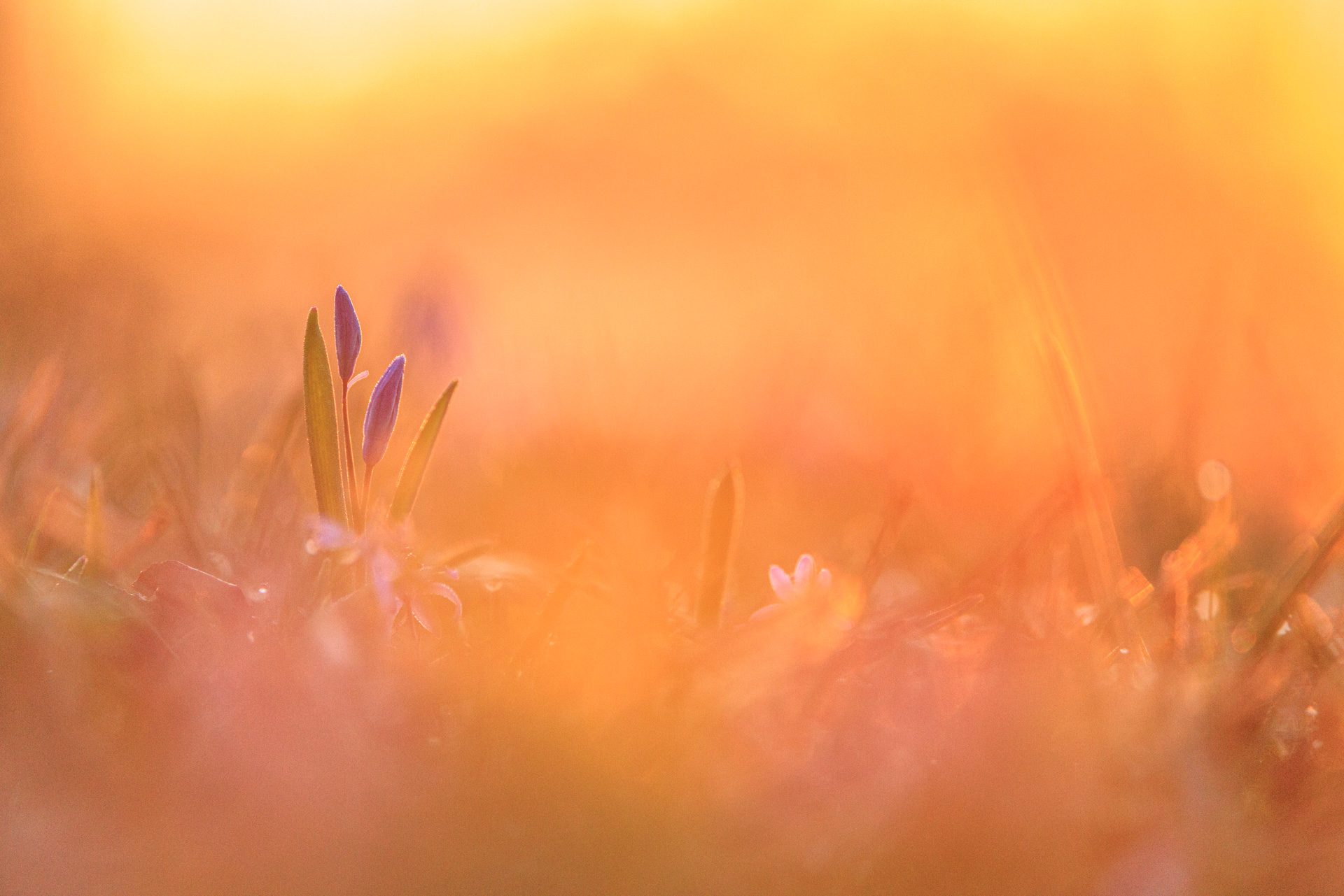 Kreative Gartenfotos