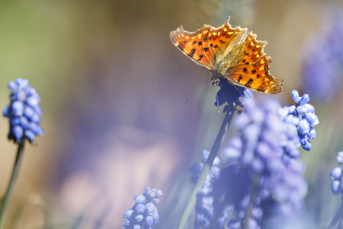 Photo: Fr&uuml;hlingsfreuden 2023