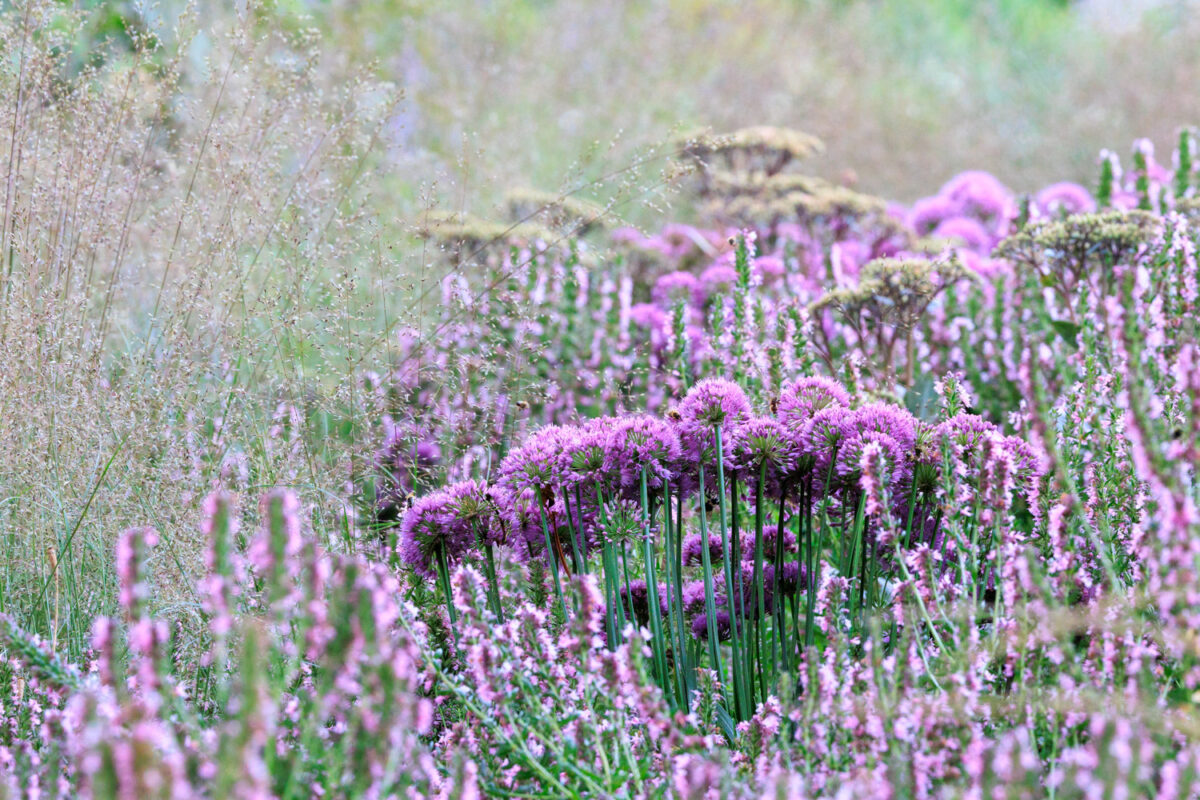 Photo: Bundesgartenschau in Erfurt 2021 - 8000 qm von Petra Pelz