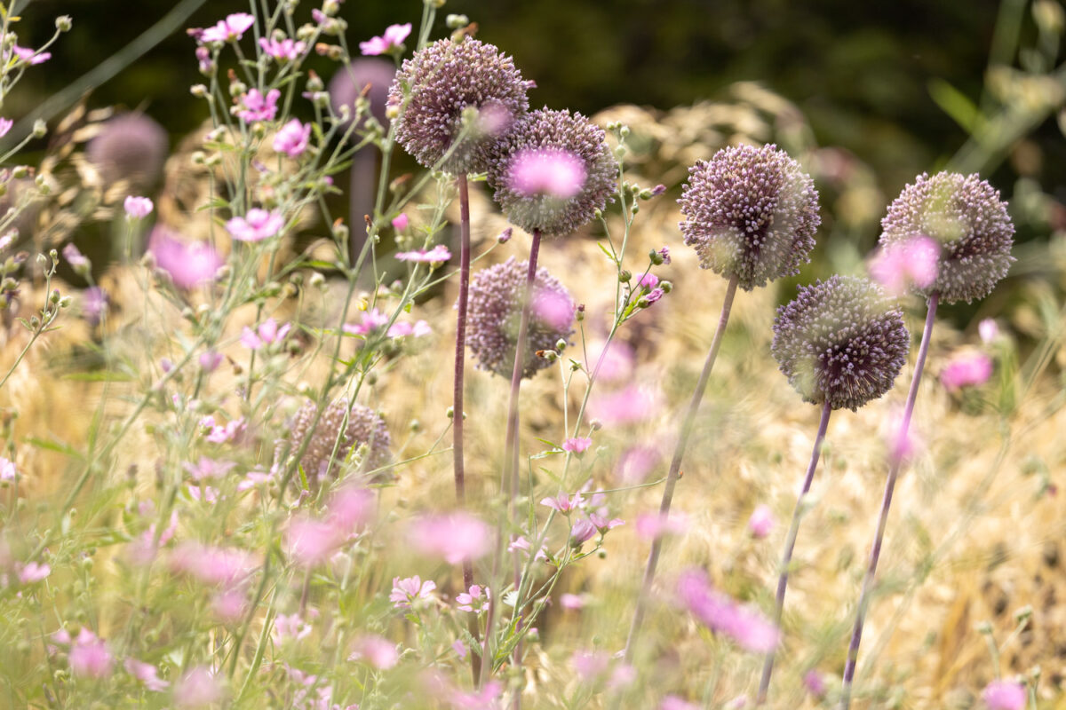 Photo: Bundesgartenschau in Erfurt 2021 - 8000 qm von Petra Pelz