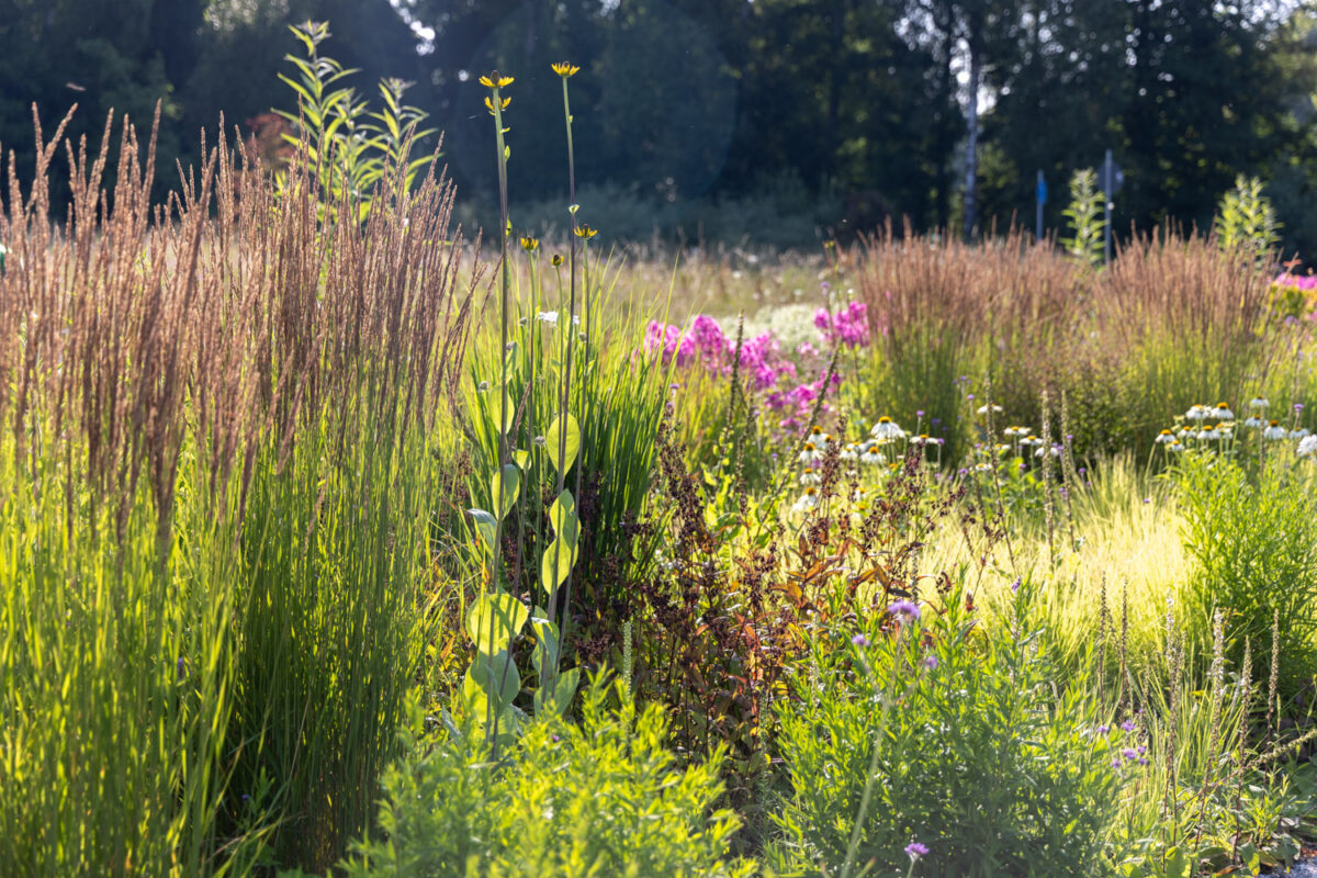 Photo: Bundesgartenschau in Erfurt 2021 - 8000 qm von Petra Pelz