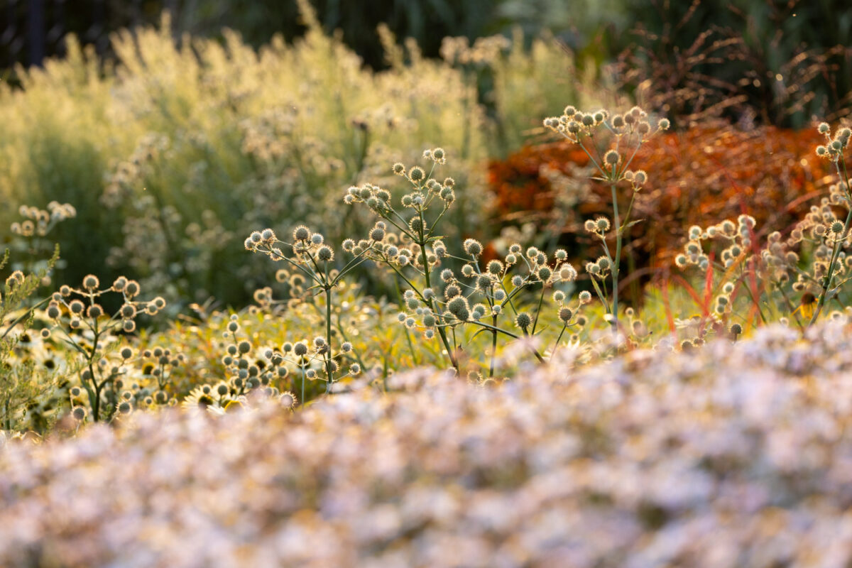 Photo: Bundesgartenschau in Erfurt 2021 - 8000 qm von Petra Pelz