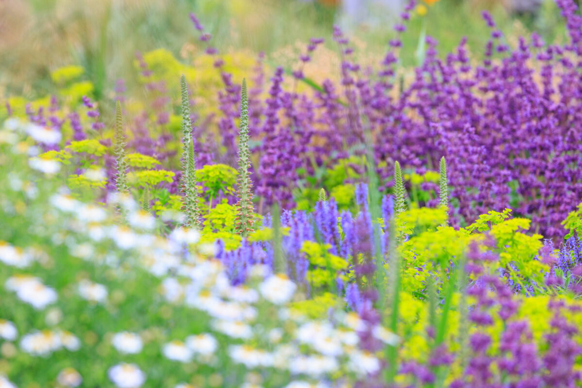 Photo: Bundesgartenschau in Erfurt 2021 - 8000 qm von Petra Pelz