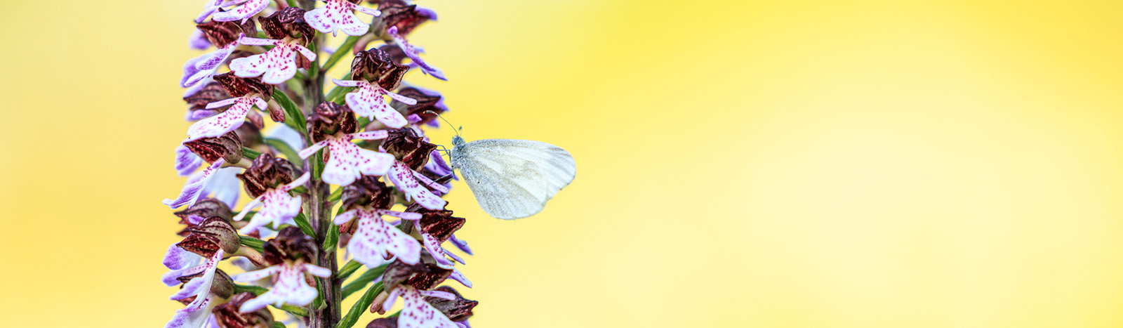 Fotografie in der Natur von Pflanzen