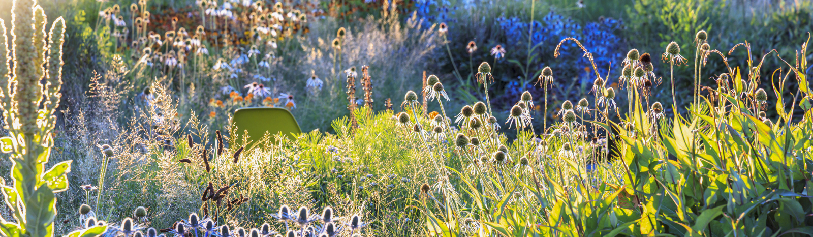 Gartenfotografie lernen mit einem Kurs von Sylvia Knittel