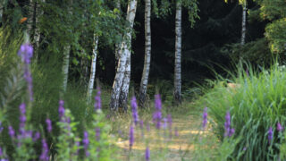 SKnittel_20260713_5709