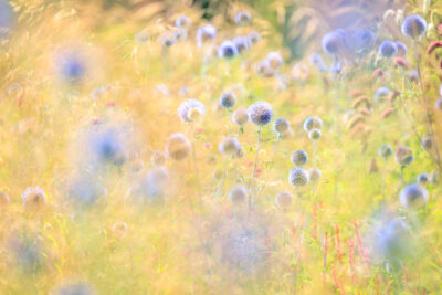 Jelle Grintjes Garten